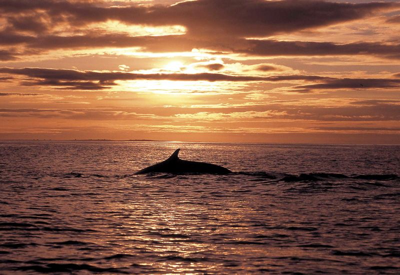 Husavik Iceland Whale Watching