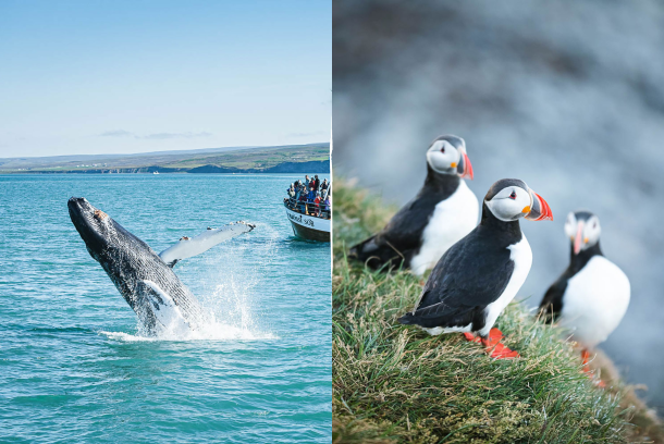 Hvalsafari Husavik