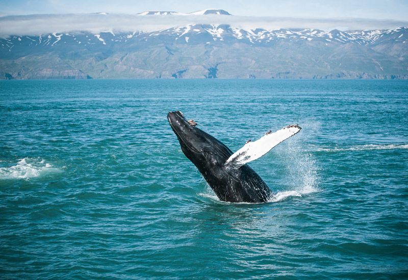 Whale Watching Husavik