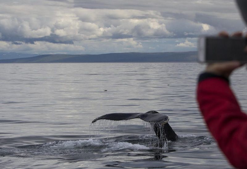Killer Whales Iceland