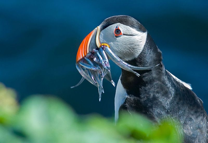 puffin Iceland