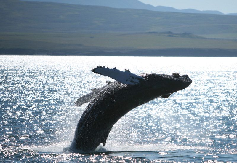 Whale Watching Iceland