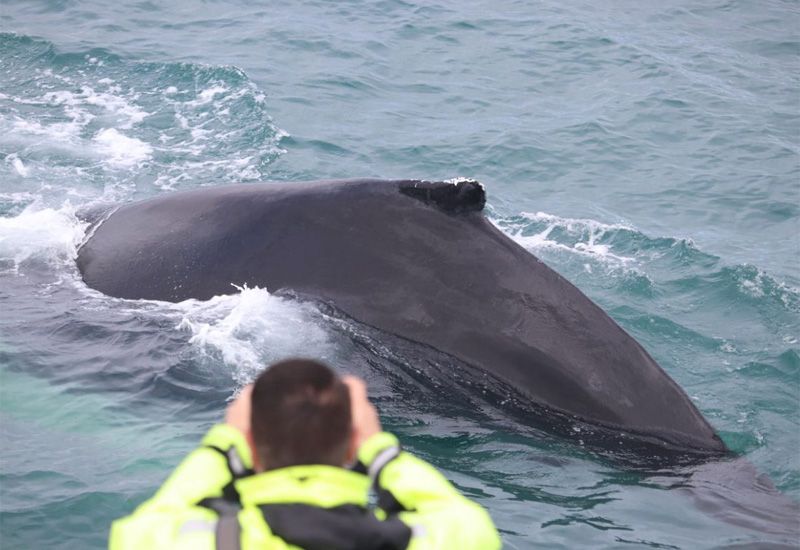 reykjavik whale watching